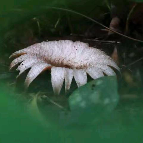 自然学堂笔记（101）