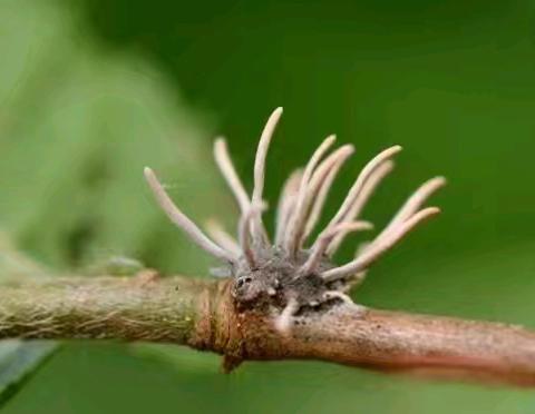 自然学堂笔记（103）