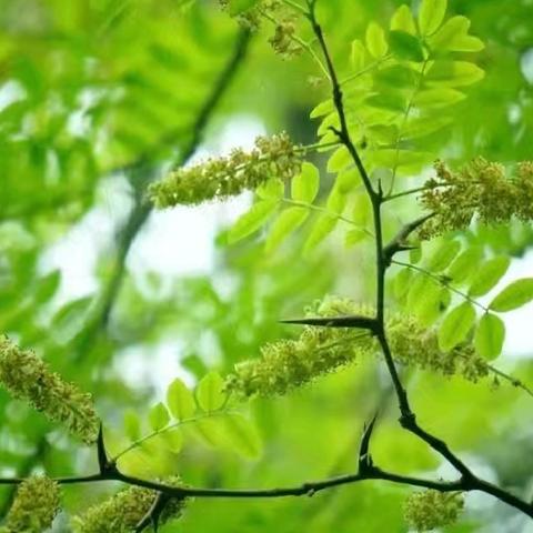 自然学堂笔记（109）