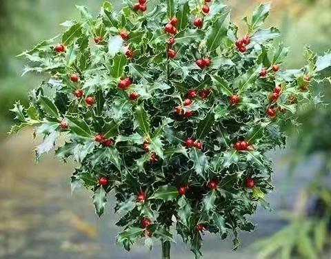 自然学堂笔记（107）