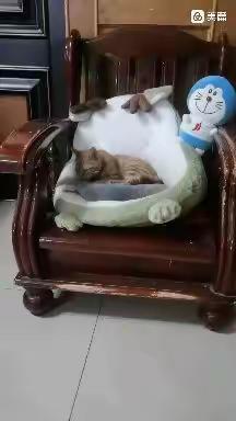 踩奶的小猫