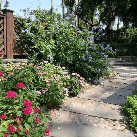 2017年的植物景观建设（2）