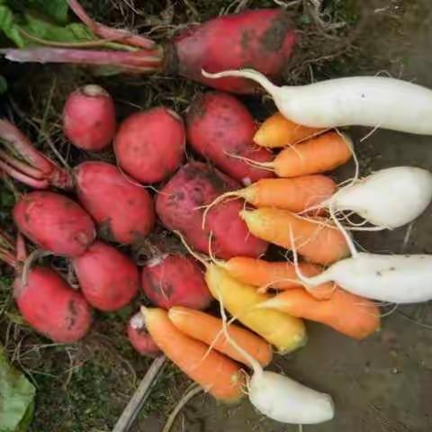 姝含国学幼儿园仁爱二家自然心.教育爱《生活科学》一周学习回顾