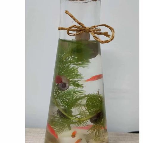 南北湖小学五年级科学二月主题活动—制作生态瓶