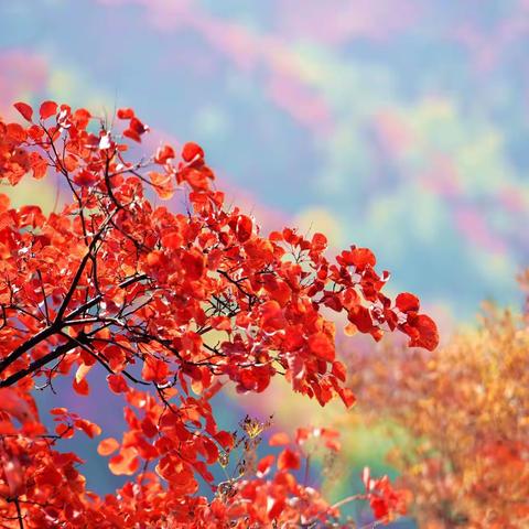 醉美的王屋山红叶