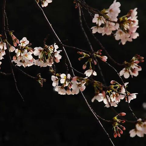 阳春三月玉渊潭看早樱