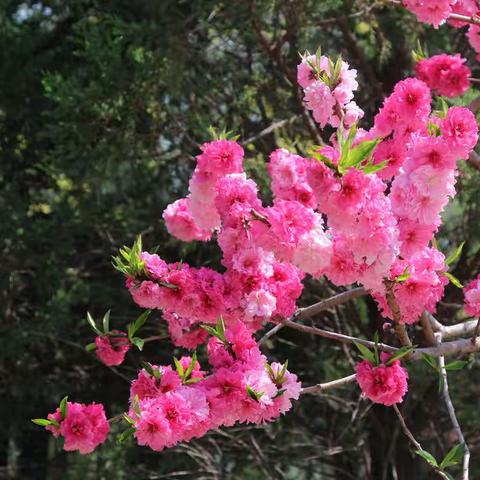 国家植物园美景如画