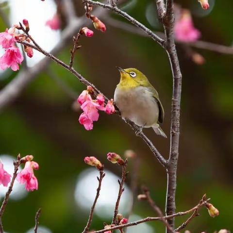 樱桃花开观鸟