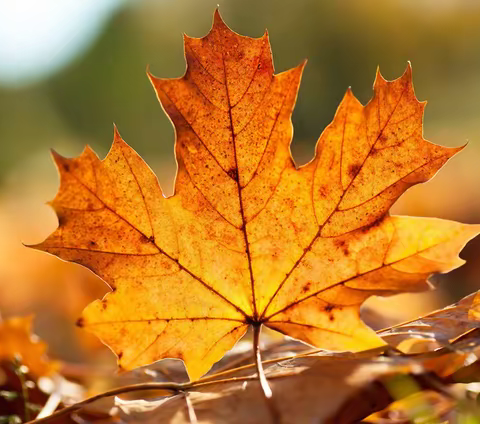 半年度总结——平阳县文化学研究会五届五次理事会半年度总结(包括三、四理事会内容)  (2022.12.26)