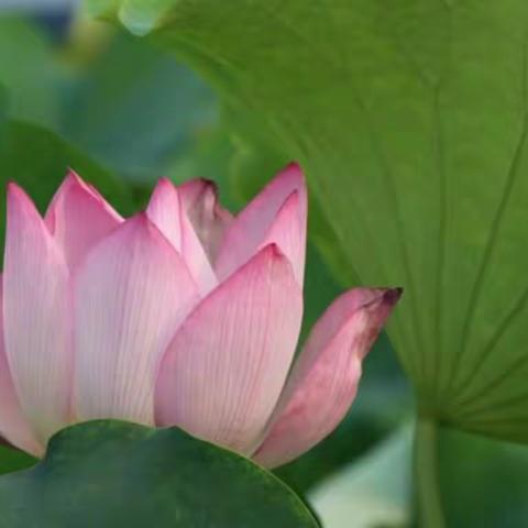 美景☞☞莲花