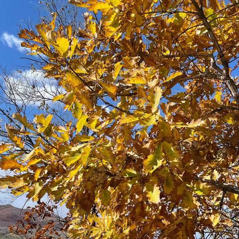 呼伦贝尔分行乡金➕普惠新模式开拓乡村振兴工作新局面