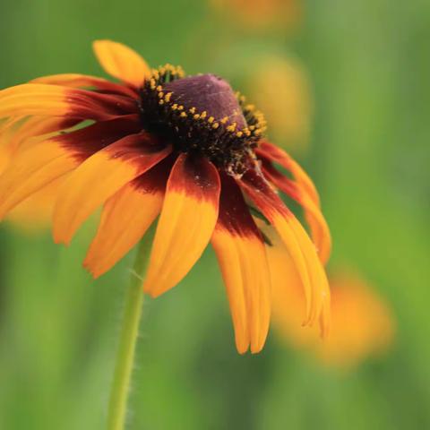 花姿妖娆天人菊