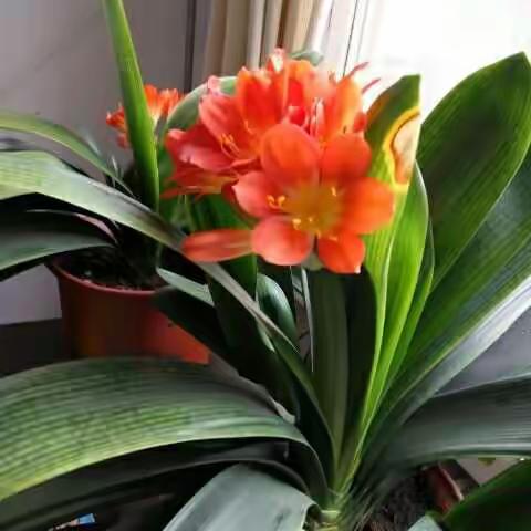 赏花