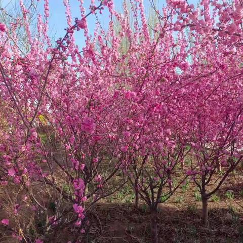 与你相约，美好春天