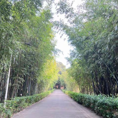 茜坑水库停水检修工作日报