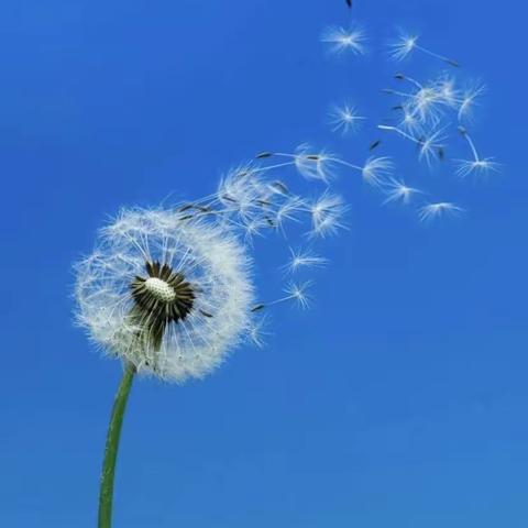 蒲公英的约定～第四年～展望未来——丝路小学        四一班（副本）