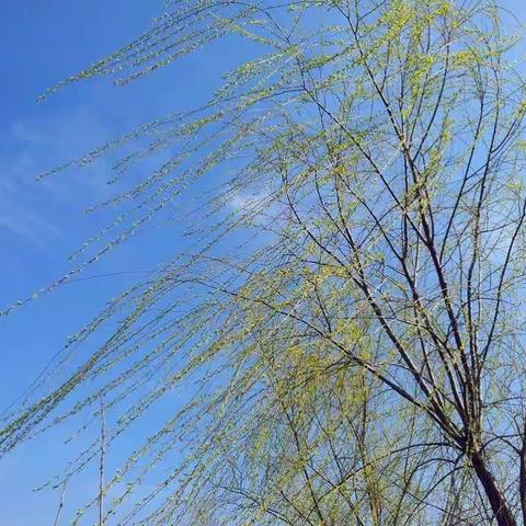 我们和春天有个约会—————实验小学一（12）班春季游园