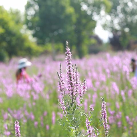 青山秀水千屈菜