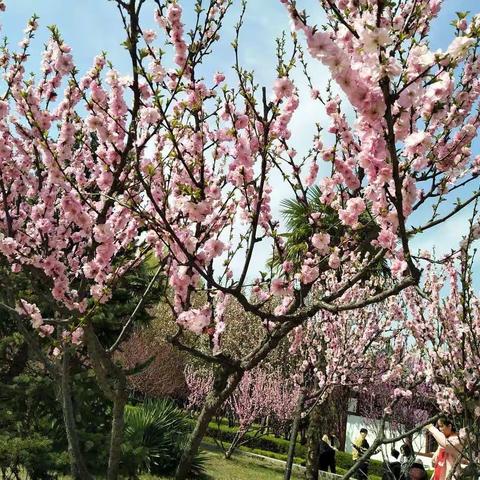 偃师市实验小学阳光班（三一班）最美读书身影
