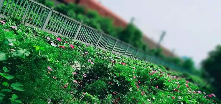 格桑花种子长什么样子