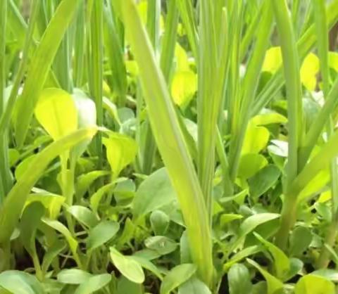 记录大蒜的成长过程