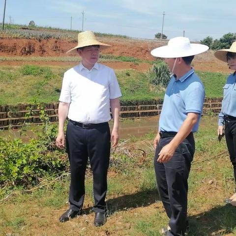 徐闻县县委书记李汉东率队调研那板河万里碧道工程