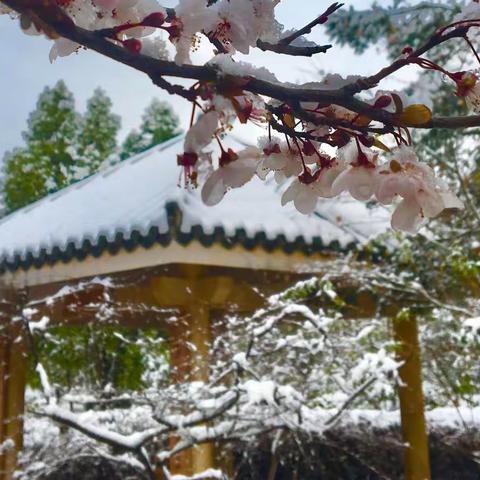 春风带飞雪  醉美云之南