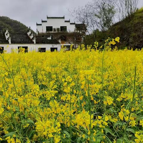 三峡游之最后一站景德镇和婺源还有南京