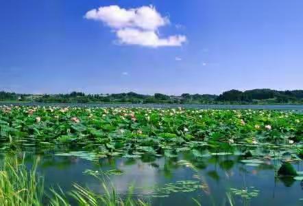 高庄镇谢庄小学大手拉小手积极参与秸秆禁烧宣传