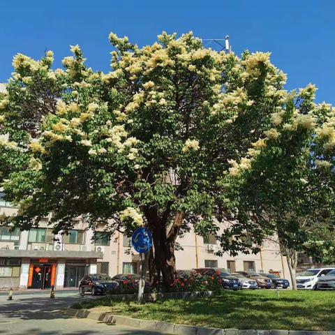 清浅五月，心花绽放