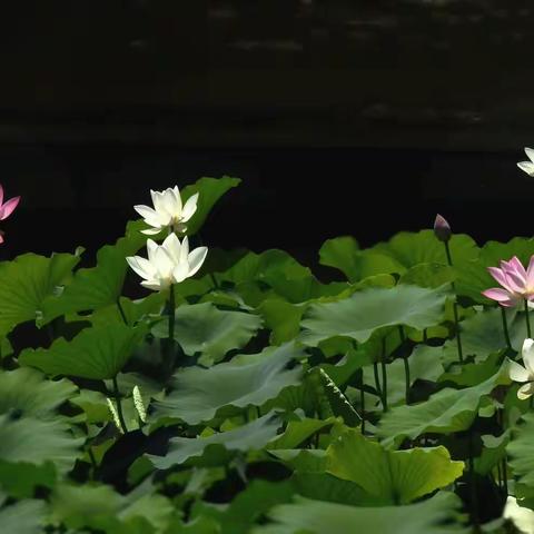 每个人的审美观不同，相互学习提高是宗旨。