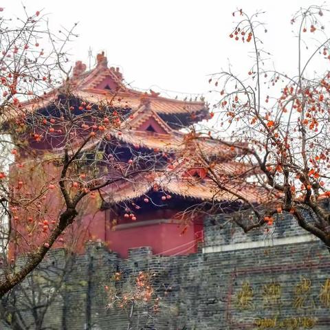 鸟与柿子