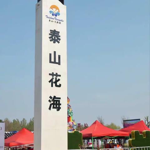 美丽的郁金香