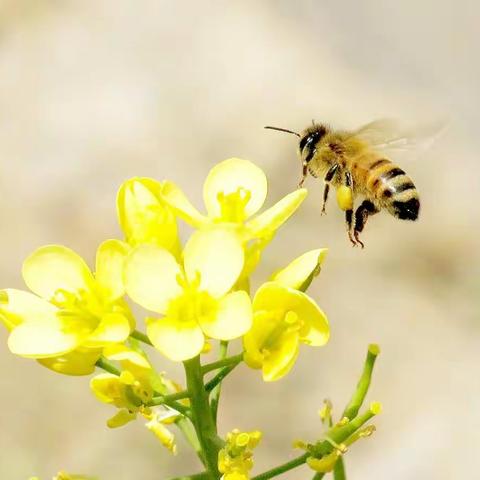 蜂飞蝶舞