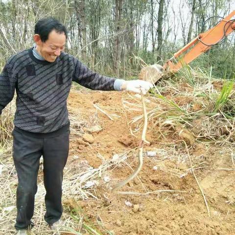 河镇村平整光伏发电场地