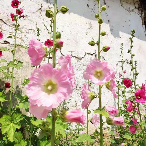 天遂愿（欣）的美篇