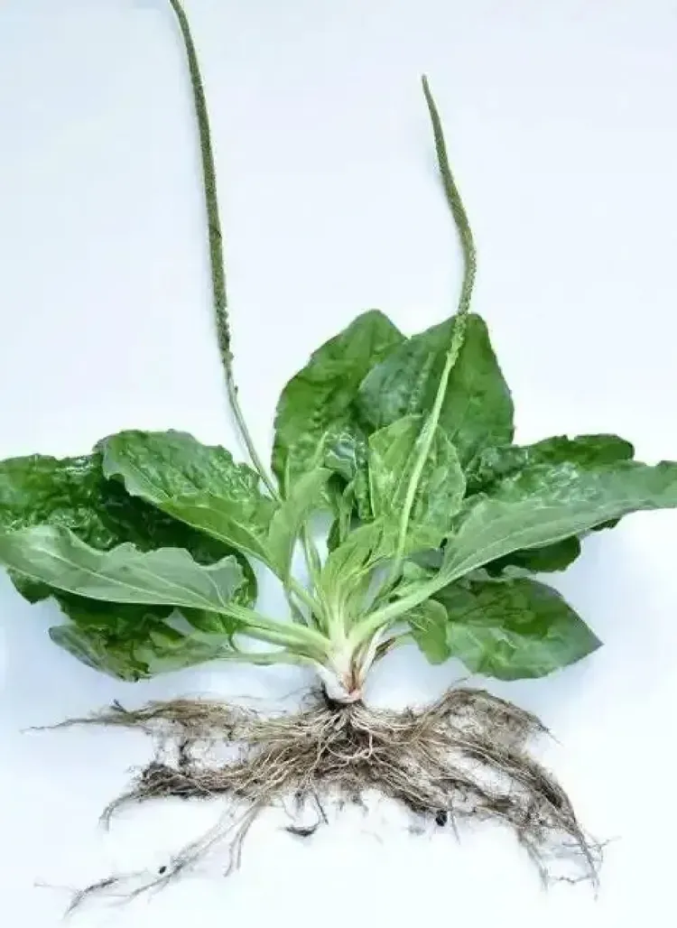 车前草
