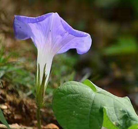 养殖牵牛花记