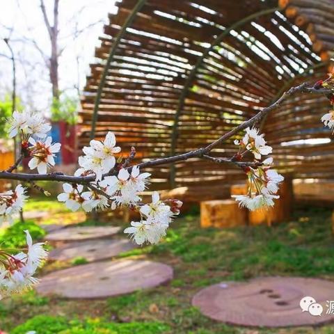 🌸春暖花开，陪你们慢慢长大🤹‍♂️伟才幼儿园大大一班