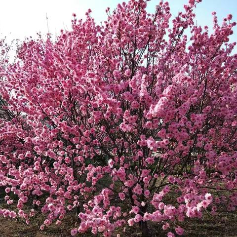 高一二部网上教学工作阶段总结（3.14－3.29）