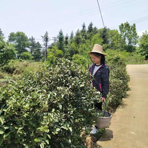 山清水秀田园村，感念付出苦与乐一七(1)班 刘缕