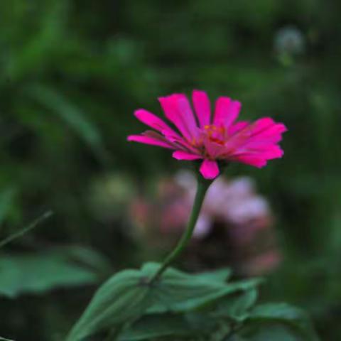 春暧花开