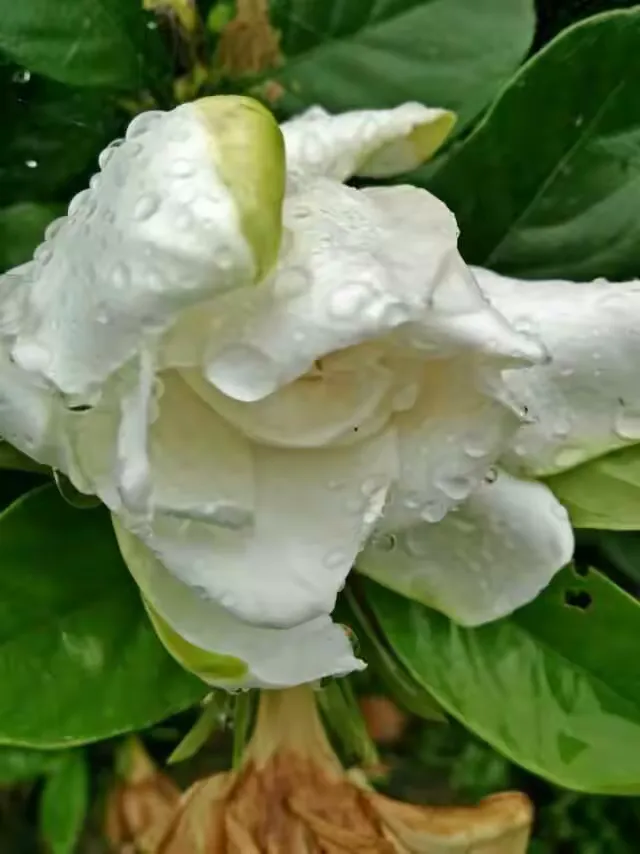 桅子