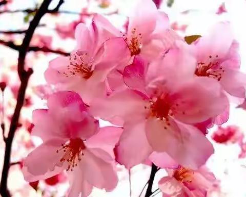 疫去春来  ， 静待“花”开