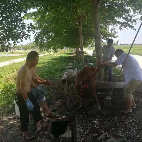 多部门齐心协力，成功治疗一头子宫滑脱的黄牛