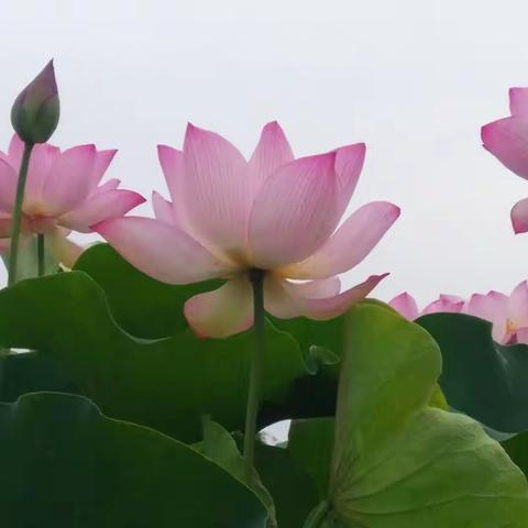 20230604二三年的第一波荷花