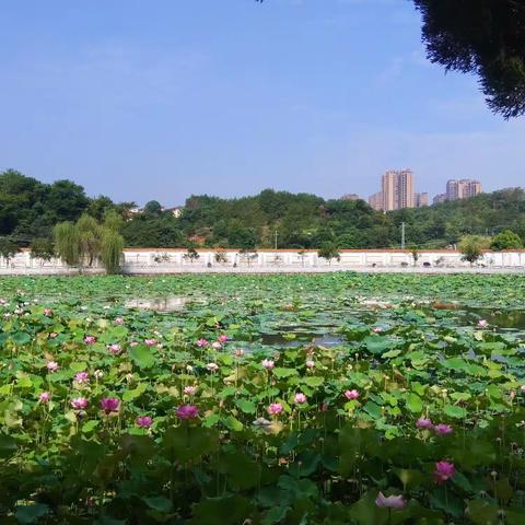 20230611莲开净寺莲花开