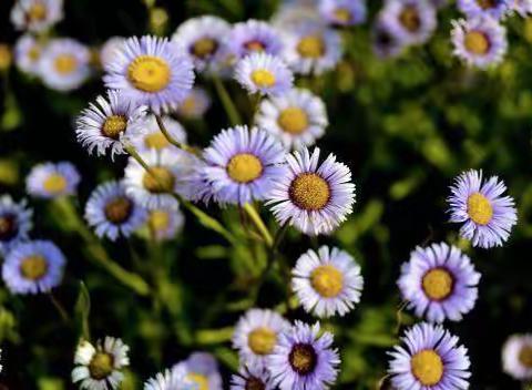 灯盏花能否进新食品原料目录？红河州卫健委给了答复