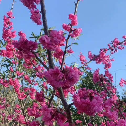 去乐昌白石镇欧金亮家看樱花