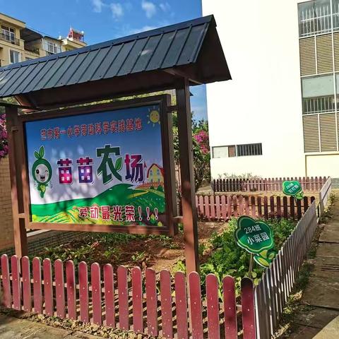 劳动砺心智，实践促成长 ——芒市第一小学四年级组劳动基地纪实